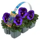 Bild 1 von GARDENLINE Autumn Lights, Viola 6er-Tray, Blau
