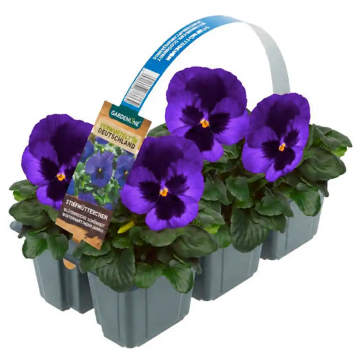 Bild 1 von GARDENLINE Autumn Lights, Viola 6er-Tray, Blau