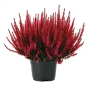 Calluna „Garden Girls“
