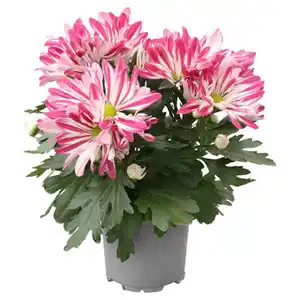 GARDENLINE Chrysanthemen, Carousel Splash