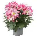 Bild 1 von GARDENLINE Chrysanthemen, Carousel Splash