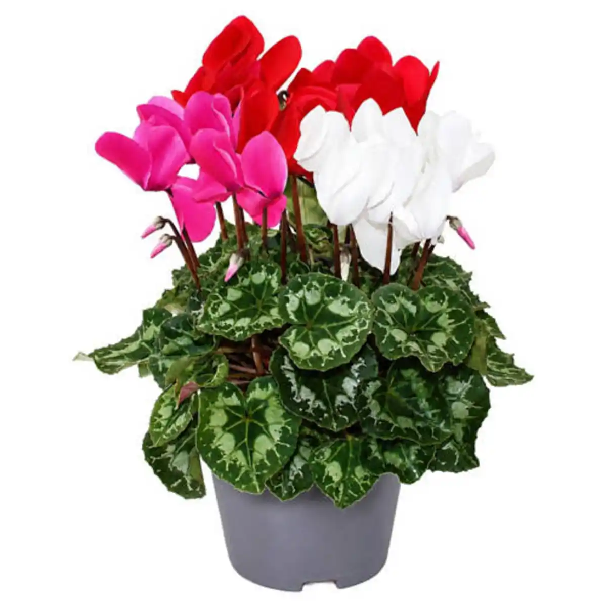 Bild 1 von GARDENLINE Cyclamen-Trio