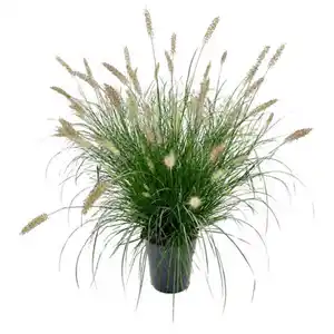 GARDENLINE Gräser-Schätze, Hameln