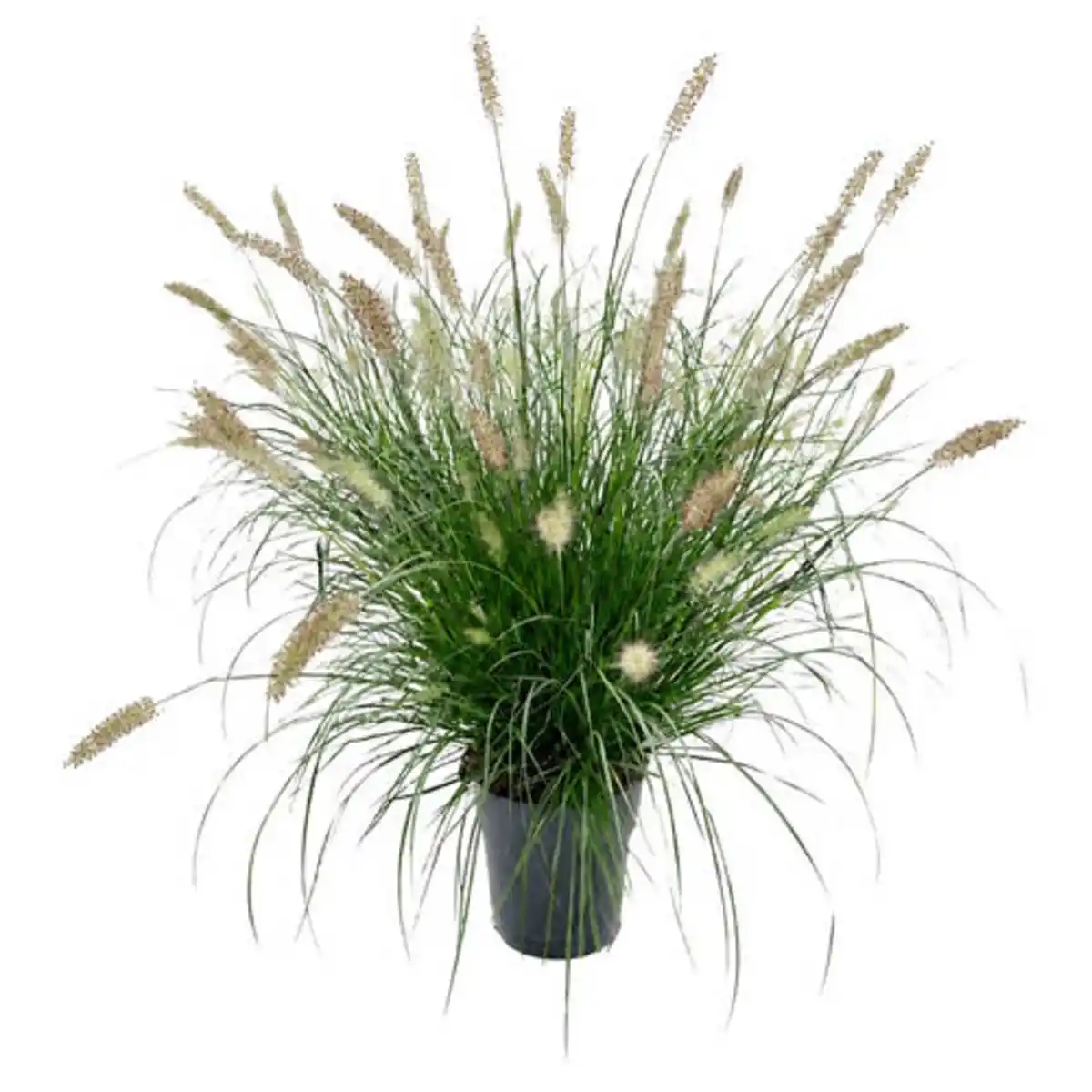 Bild 1 von GARDENLINE Gräser-Schätze, Hameln