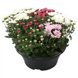 GARDENLINE Chrysantheme-Trio Schale