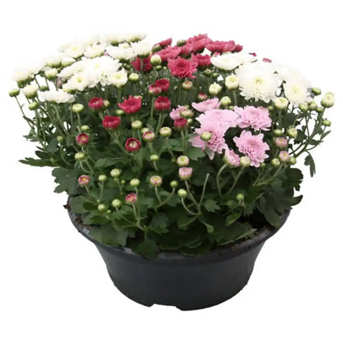 Bild 1 von GARDENLINE Chrysantheme-Trio Schale