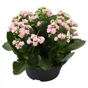 GARDENLINE Kalanchoe-Schale, Rosa