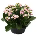 Bild 1 von GARDENLINE Kalanchoe-Schale, Rosa