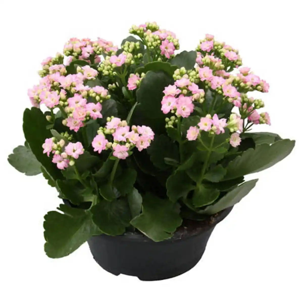 Bild 1 von GARDENLINE Kalanchoe-Schale, Rosa