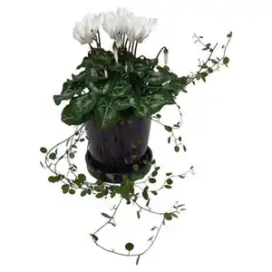 GARDENLINE Herbstpflanzen-Mix im Übertopf, Cyclame