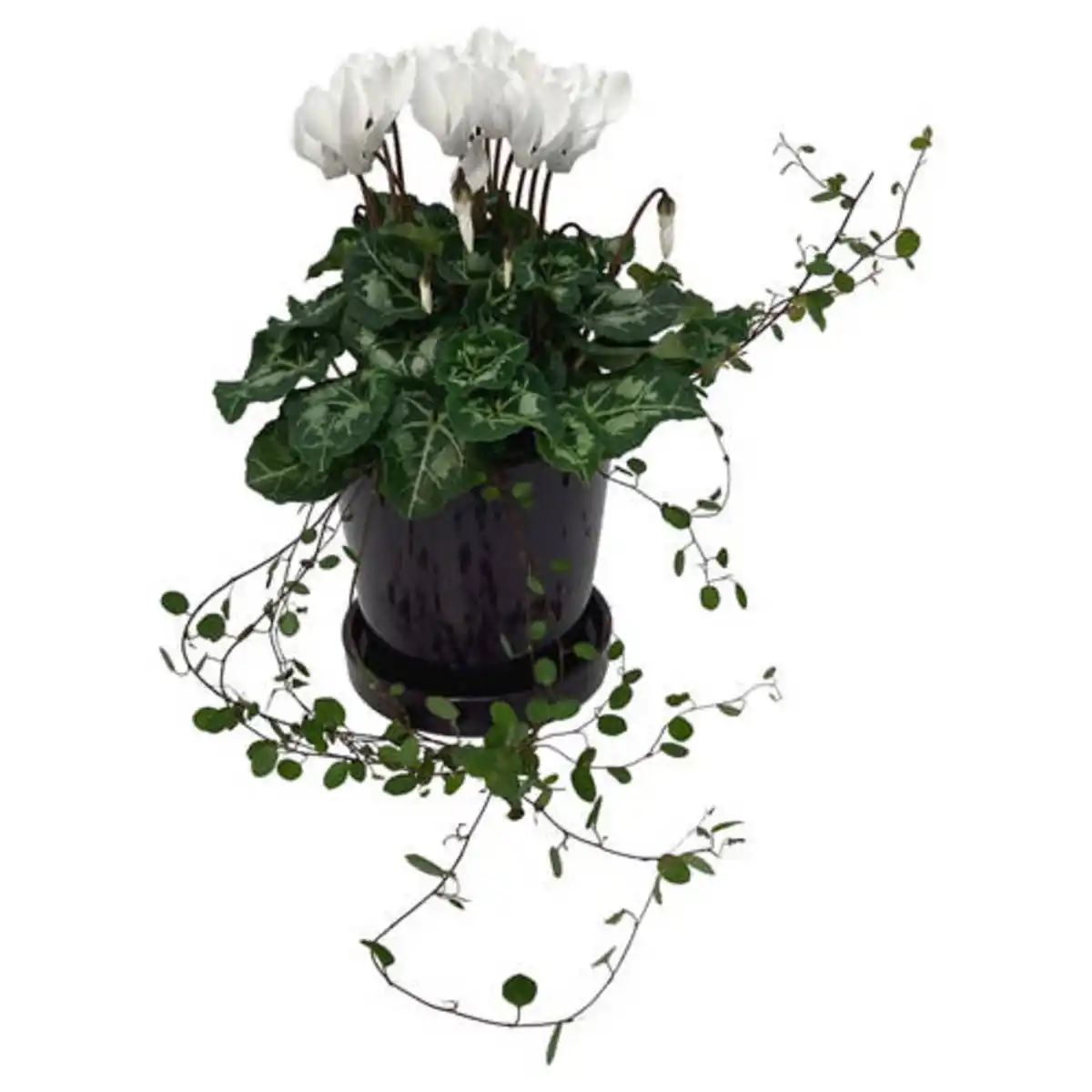 Bild 1 von GARDENLINE Herbstpflanzen-Mix im Übertopf, Cyclame