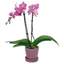 Bild 1 von GARDENLINE Orchidee im Übertopf