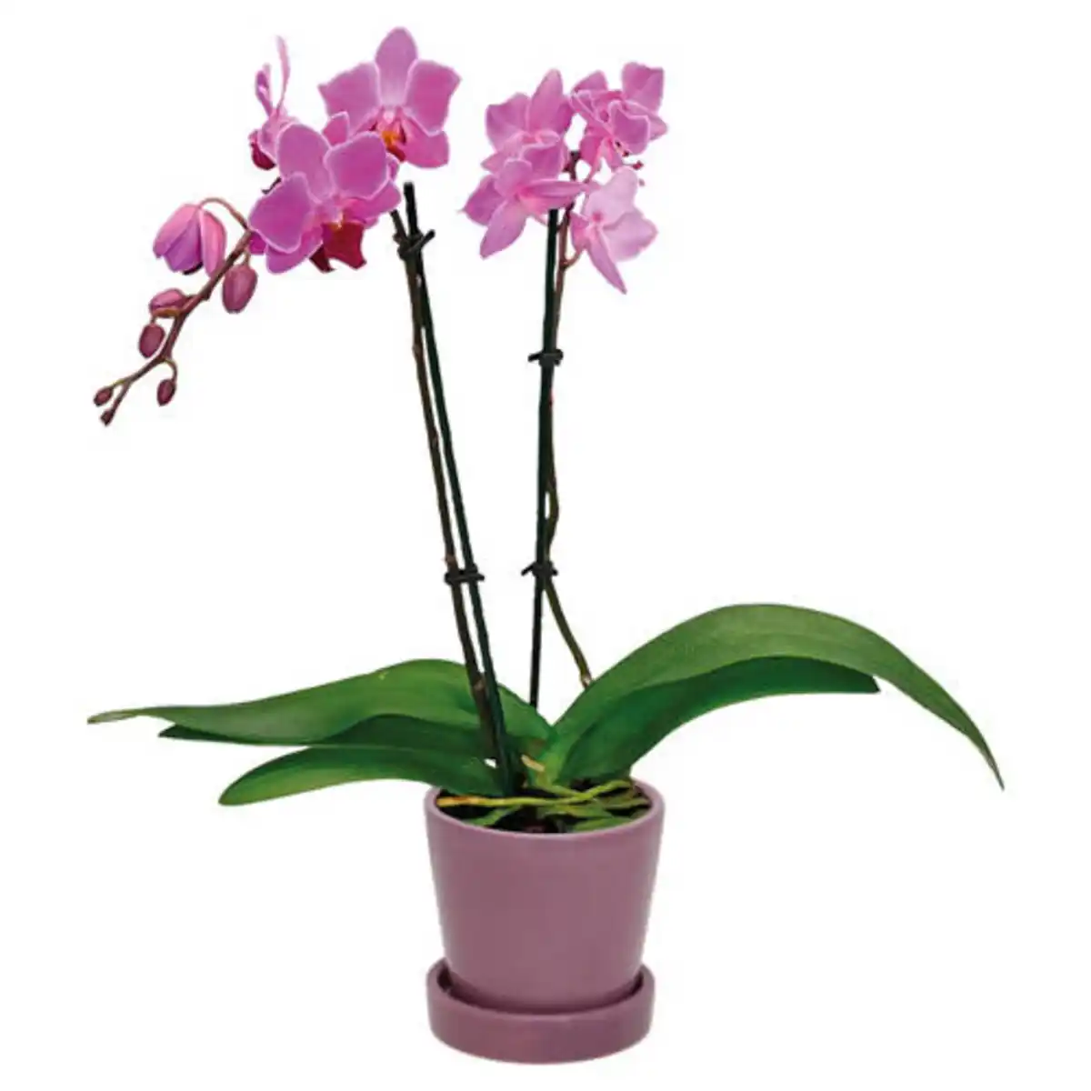 Bild 1 von GARDENLINE Orchidee im Übertopf