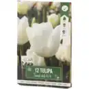 Bild 3 von Tulpenzwiebeln