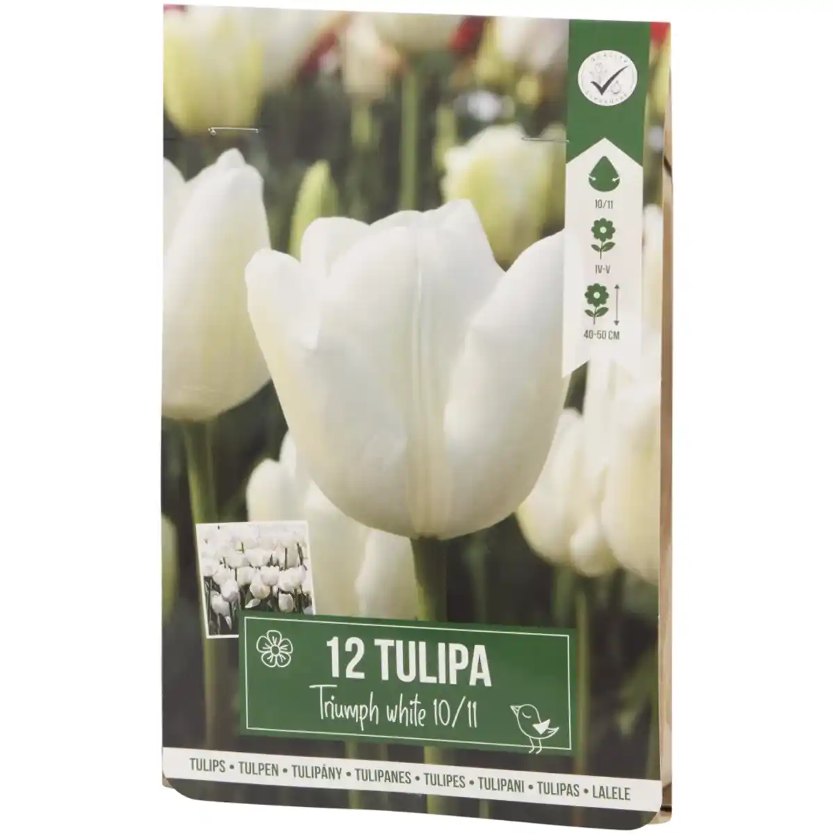 Bild 3 von Tulpenzwiebeln