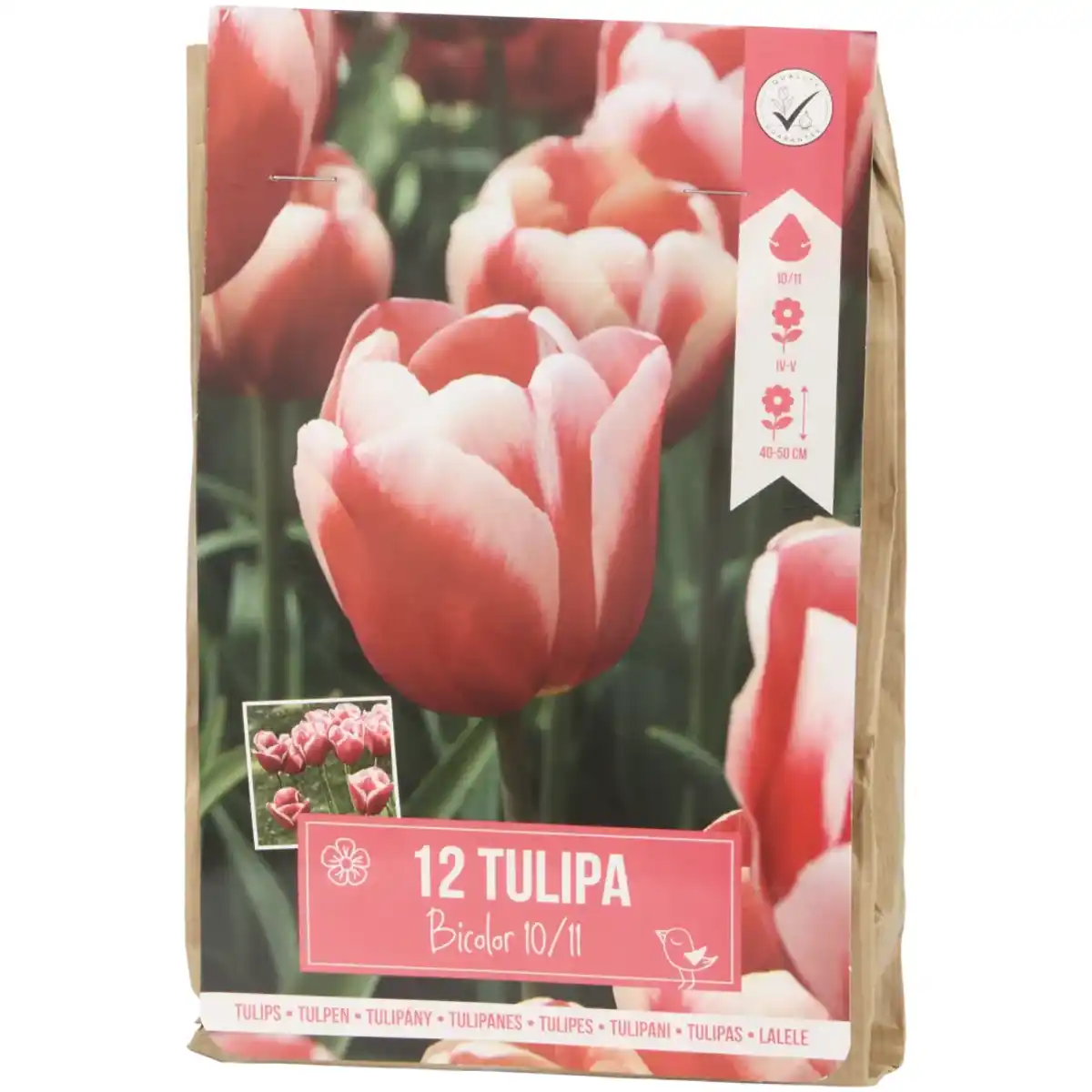 Bild 2 von Tulpenzwiebeln