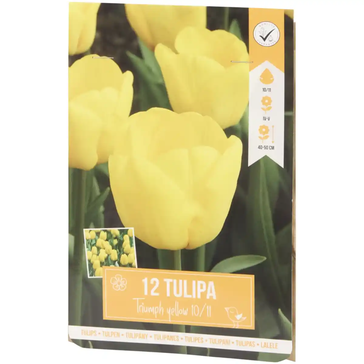 Bild 4 von Tulpenzwiebeln