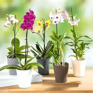 Orchidee