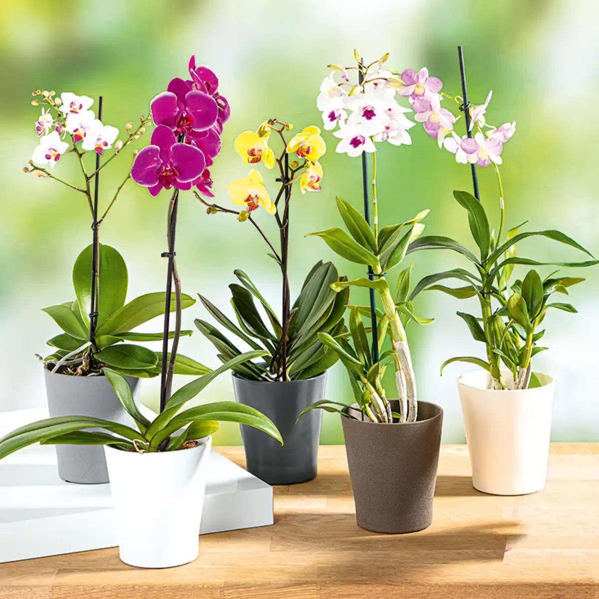 Bild 1 von Orchidee