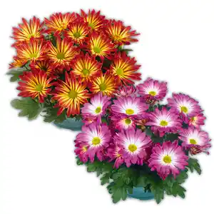 Chrysantheme