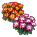 Bild 1 von Chrysantheme