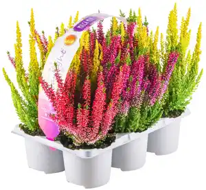 Calluna Schale oder 6er-Tray