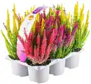 Bild 1 von Calluna Schale oder 6er-Tray