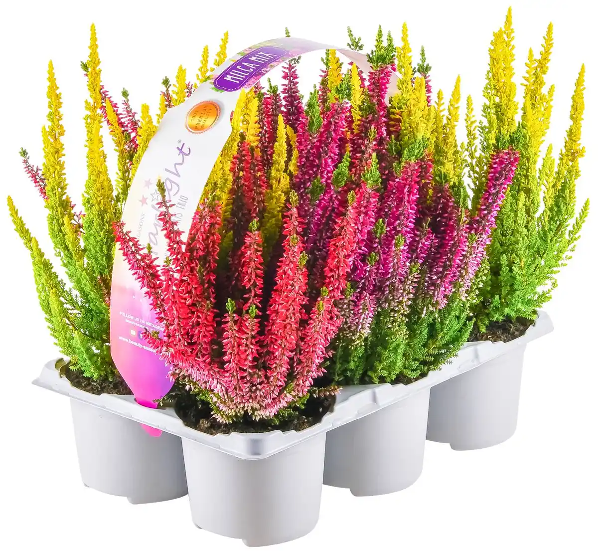 Bild 1 von Calluna Schale oder 6er-Tray