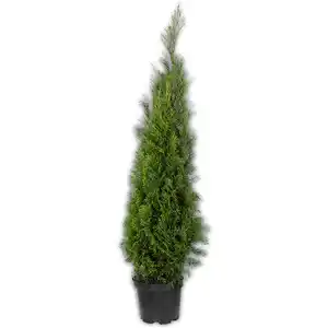 Heckenpflanze XXL