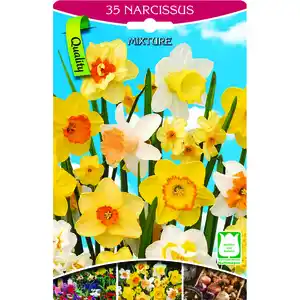 Narzissen 35 Stück