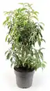 Bild 1 von Portugiesischer Kirschlorbeer Prunus Lusitanica