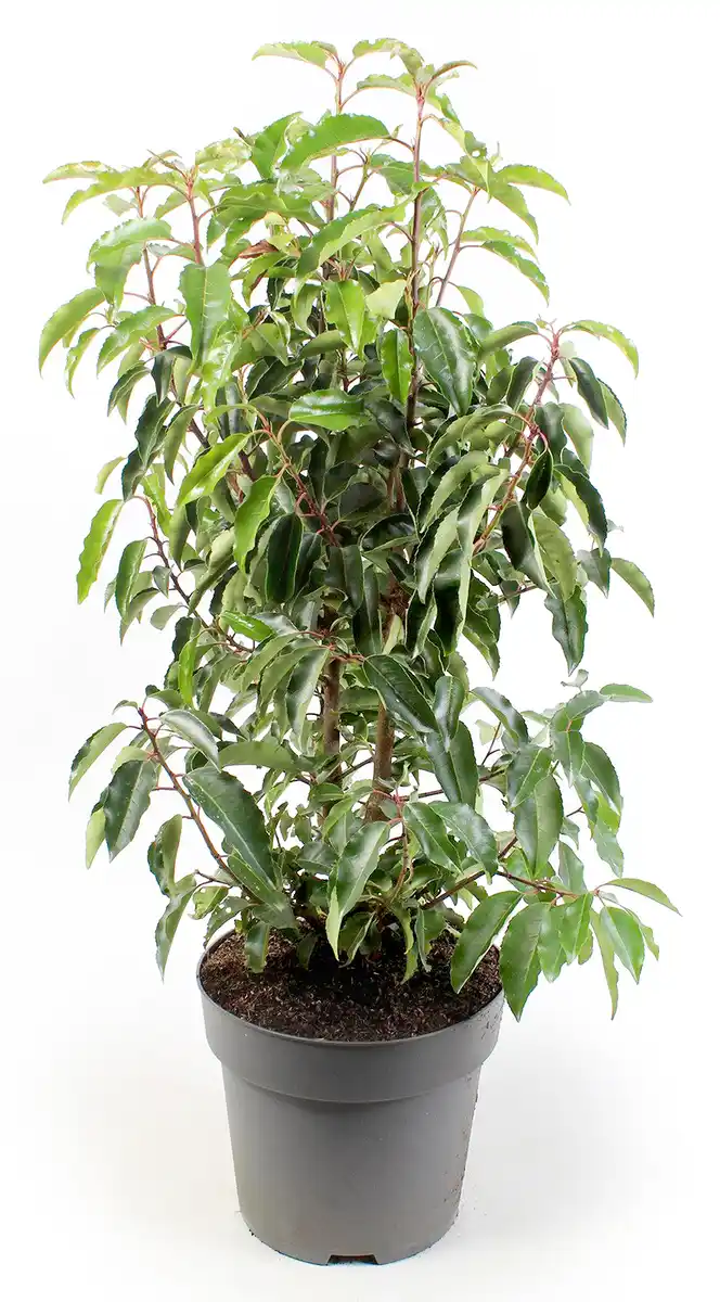 Bild 1 von Portugiesischer Kirschlorbeer Prunus Lusitanica