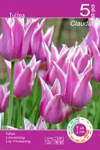 Tulpen z.B.: 5 Stk. lilienblütig