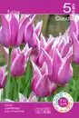 Bild 1 von Tulpen z.B.: 5 Stk. lilienblütig
