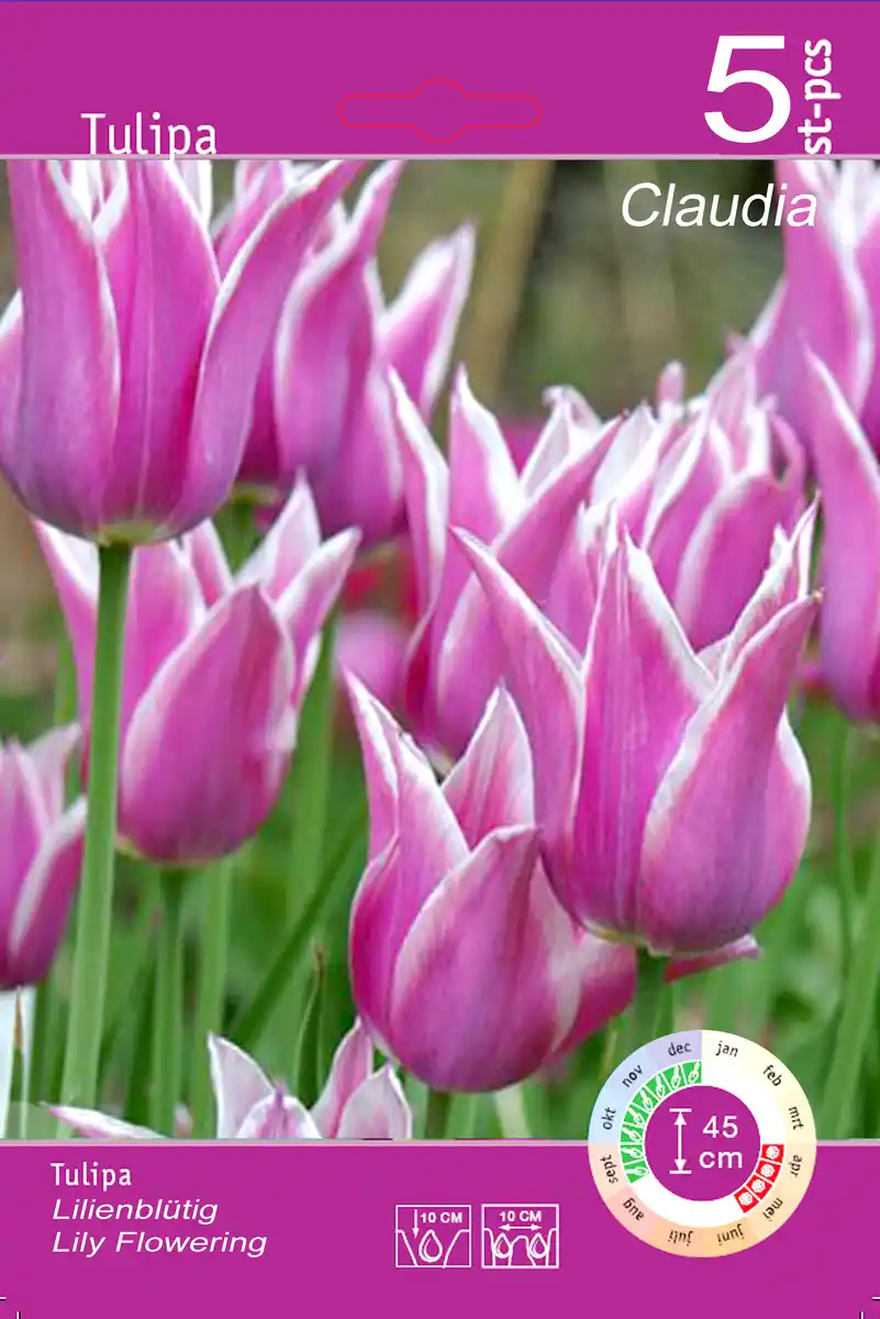 Bild 1 von Tulpen z.B.: 5 Stk. lilienblütig