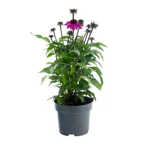 Echinacea versch. Farben