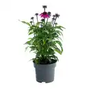 Bild 1 von Echinacea versch. Farben