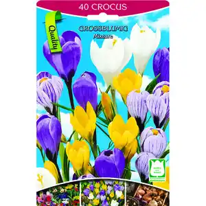 Krokusse 40 Stück