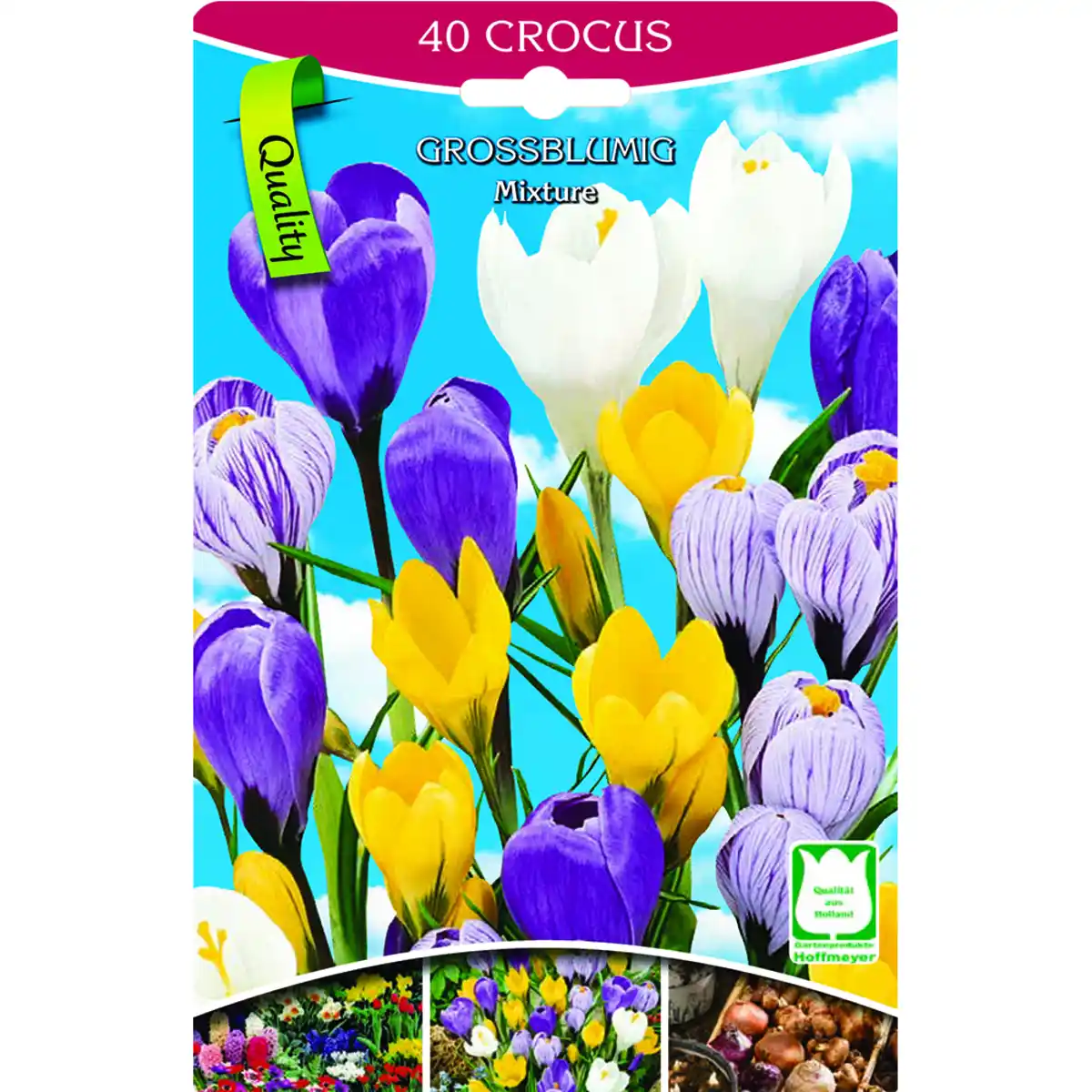 Bild 1 von Krokusse 40 Stück