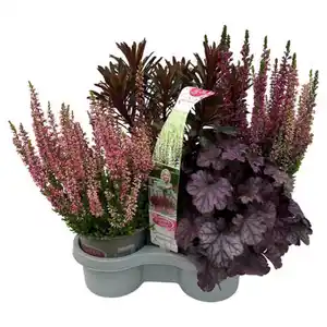 GARDENLINE Herbst-Pflanzen, Set 1