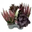 Bild 1 von GARDENLINE Herbst-Pflanzen, Set 1
