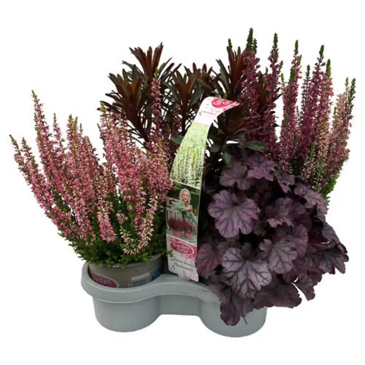 Bild 1 von GARDENLINE Herbst-Pflanzen, Set 1