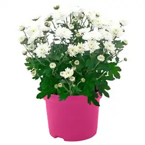 GARDENLINE Chrysantheme, Weiß