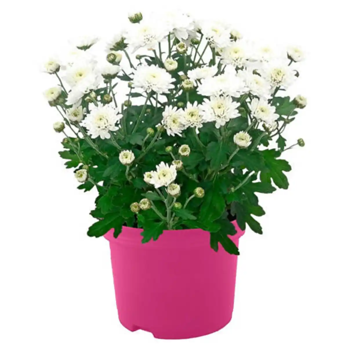 Bild 1 von GARDENLINE Chrysantheme, Weiß