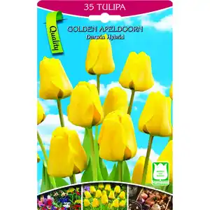 Tulpen gelb 35 Stück