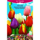 Bild 1 von Tulpen halbhohe Mischung