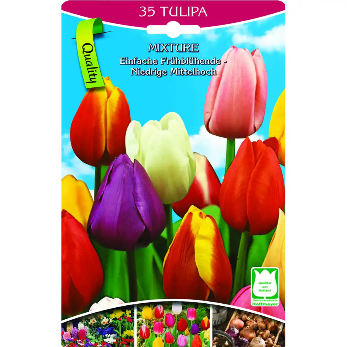Bild 1 von Tulpen halbhohe Mischung
