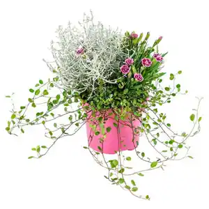 GARDENLINE Herbst-Pflanzen, Colour Garden 1