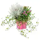 Bild 1 von GARDENLINE Herbst-Pflanzen, Colour Garden 1
