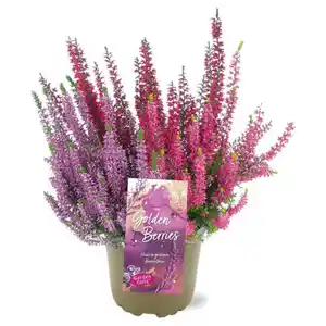 GARDENLINE Heidekraut, Golden Berries